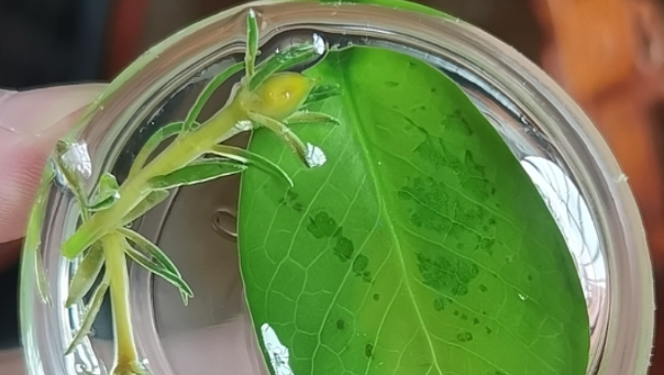 弹性环氧透明AB胶，工艺品表面披覆用弹性环氧透明AB胶有什么优势？